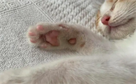 猫咪为什么喜欢吸肉垫的原因