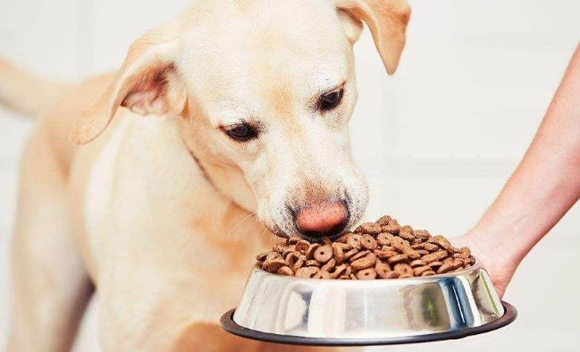 如何避免猫吃狗粮或狗吃猫粮