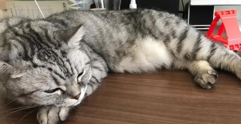 猫身体一抽一抽的,像震动