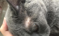 猫癣其实不用治