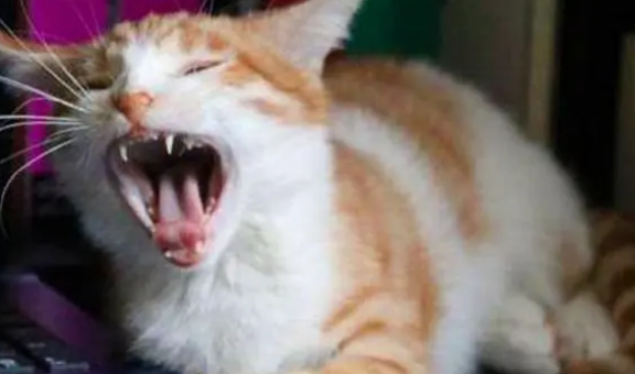 猫咪叫着为什么不睡觉呢 猫咪叫着为什么不睡觉呢