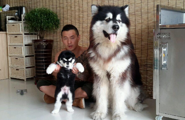 阿拉斯加犬怎么训练上厕所呢?步骤如下~ 阿拉斯加犬怎么训练上厕所呢?步骤如下~