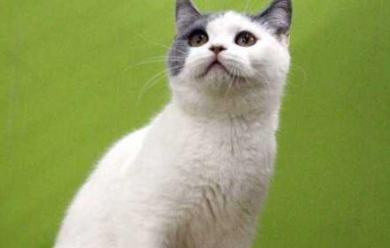 净梵猫是什么样子的图片 净梵猫是什么样子的图片