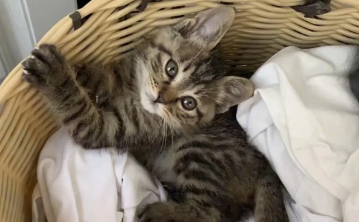 中国狸花猫有跳蚤怎么办？三招教你除跳蚤