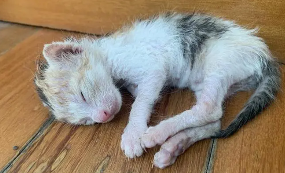 刚出生的小猫后腿残疾 刚出生的小猫后腿残疾