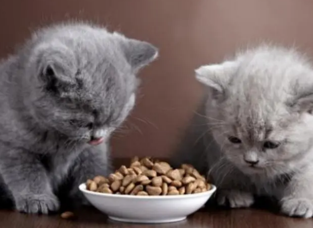 宠物猫喜欢吃什么食物和水果 宠物猫喜欢吃什么食物和水果
