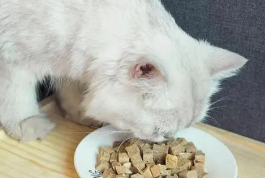 田园猫没猫粮给它吃什么好