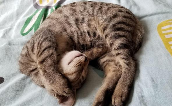 猫咪为什么喜欢后腿睡觉 猫咪为什么喜欢后腿睡觉