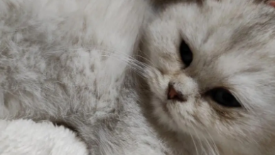 猫咪鼻子很干是怎么回事 猫咪鼻子很干是怎么回事
