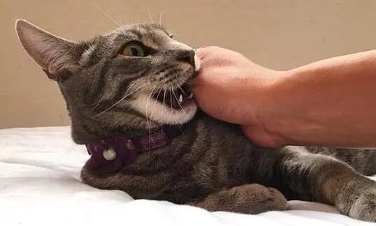 为啥被猫咬了愈合后有硬块了 为啥被猫咬了愈合后有硬块了