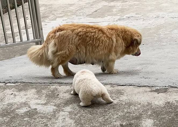 为什么狗狗会突然离去呢怎么回事