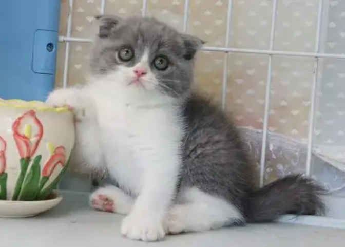 宠物猫都有什么品质的呢 宠物猫都有什么品质的呢