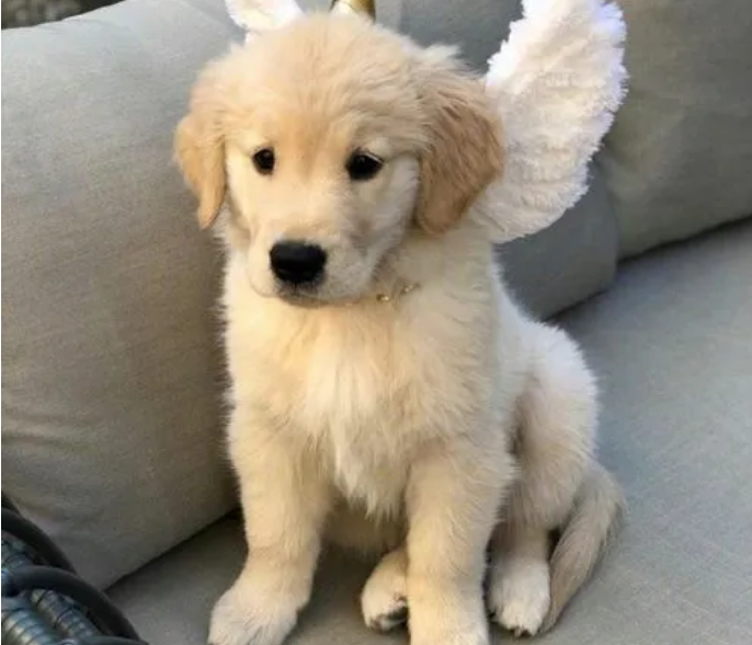 金毛幼犬一只多少钱