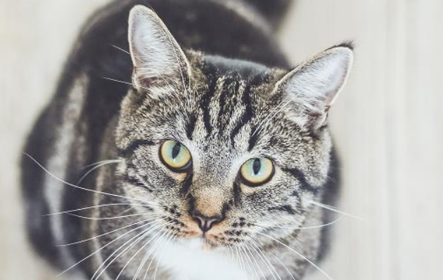 猫能喝羊奶吗？喂养须知~