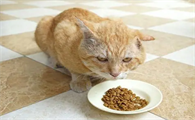猫咪不吃不喝怎么补充营养呢