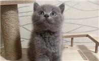 英短蓝猫的性格和特点?有哪些?