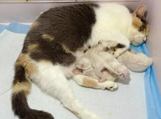猫咪生产第二天还会流血正常嘛