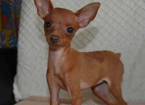 小鹿犬怎么训练上厕所？训练方法是什么？