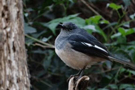 鹊鸲飞进家里要死人