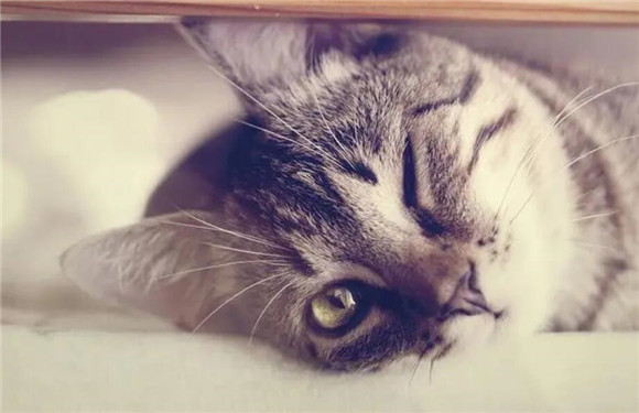 给猫咪剃毛的好处 给猫咪剃毛的好处