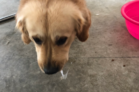 狗狗为什么吐白色液体呢