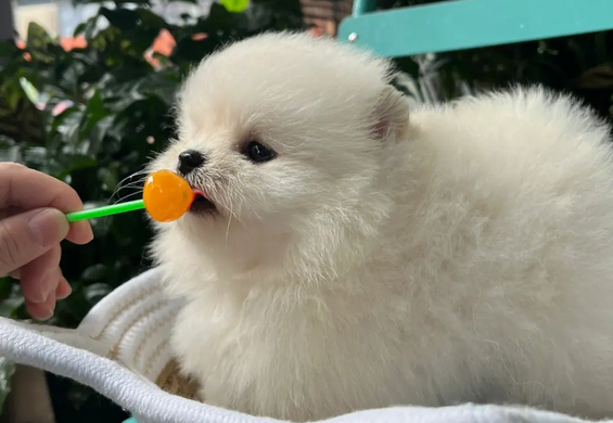 博美什么颜色最珍稀