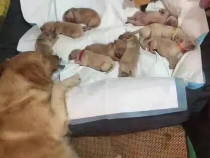 狗肚子有死胎狗妈妈会死吗