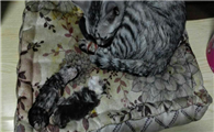 猫肚中死胎二十天吐出来了