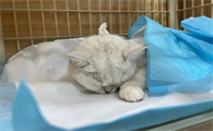 猫怀孕20多天绝育了