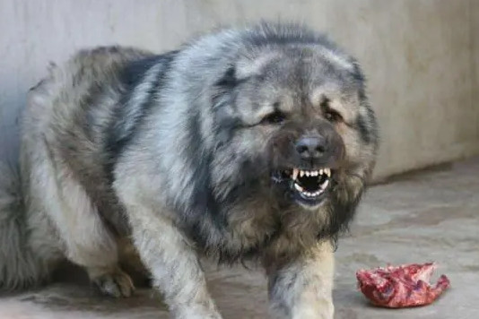 农村养高加索犬犯法吗