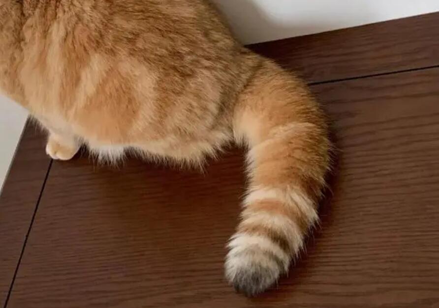 猫尾巴神经受损的表现