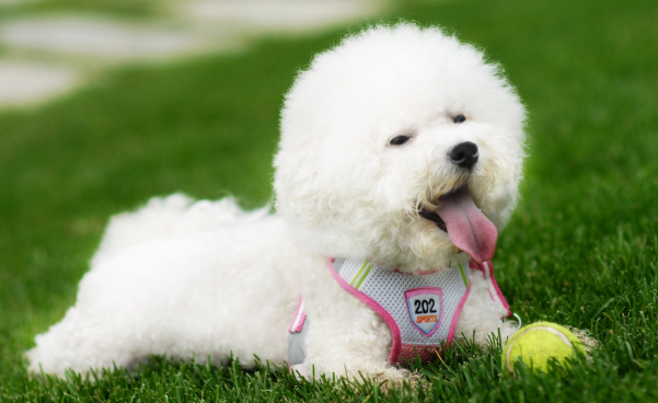 比熊犬泪痕白心嘴毛怎么去除？教你解决方案！