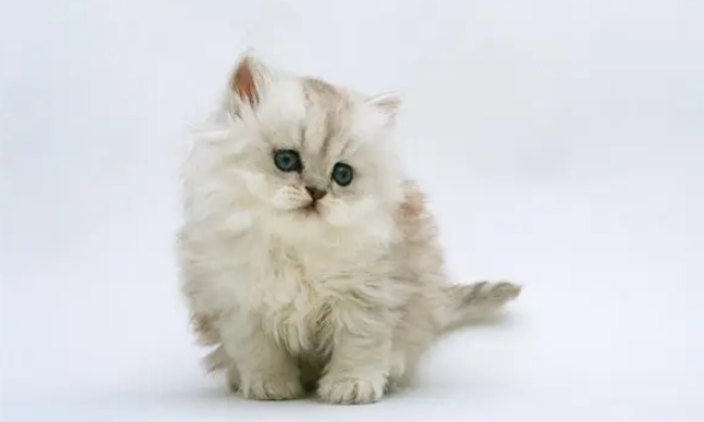猫的脚化脓感染溃烂了