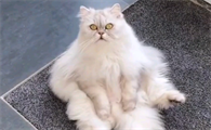 猫在地震前会有什么表现
