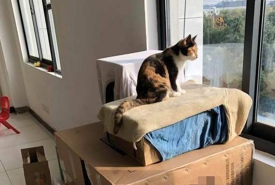 小猫天生进食困难,身体瘦弱被猫妈嫌弃 小猫天生进食困难,身体瘦弱被猫妈嫌弃