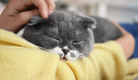 猫咪老是粘主人是为什么呢 猫咪老是粘主人是为什么呢