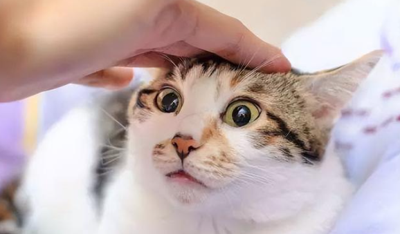 猫咪为什么会扎头部呢