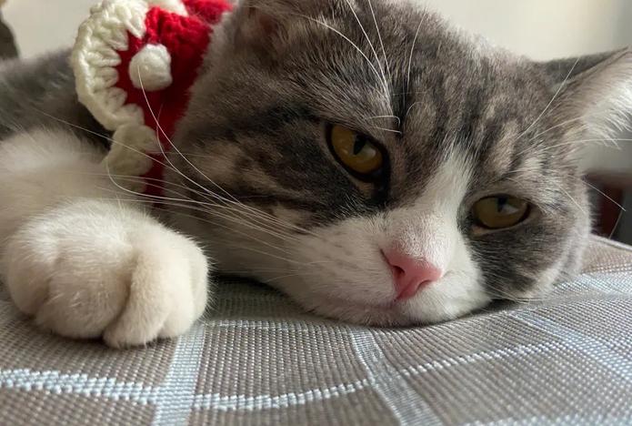 猫咪为什么总是心很痛呢 猫咪为什么总是心很痛呢