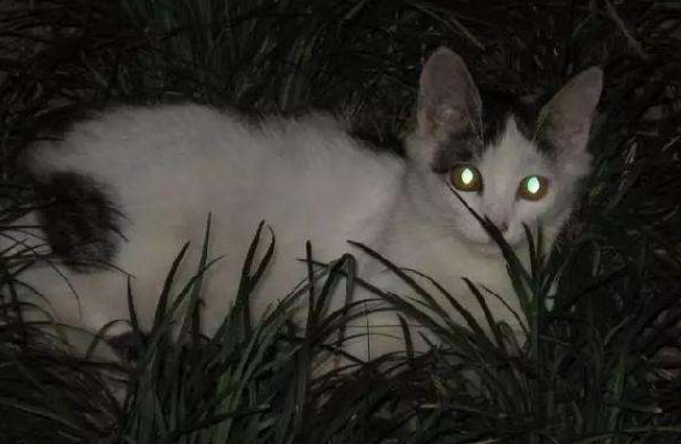 狗和猫夜视能力哪个强