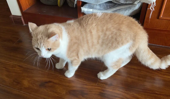 小母猫尿道口有白色粘液
