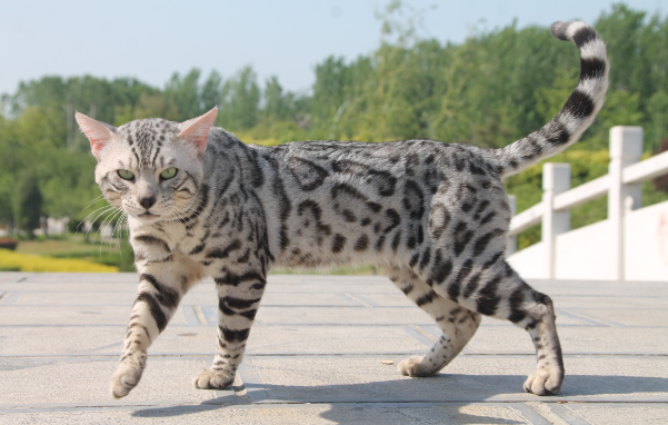 孟加拉豹猫适合家养吗