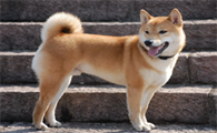 今日解答：冬天土狗会冻死吗？