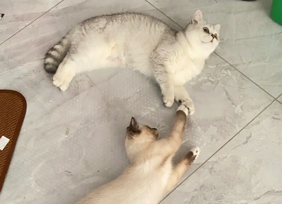布偶蓝猫串串长大后的样子