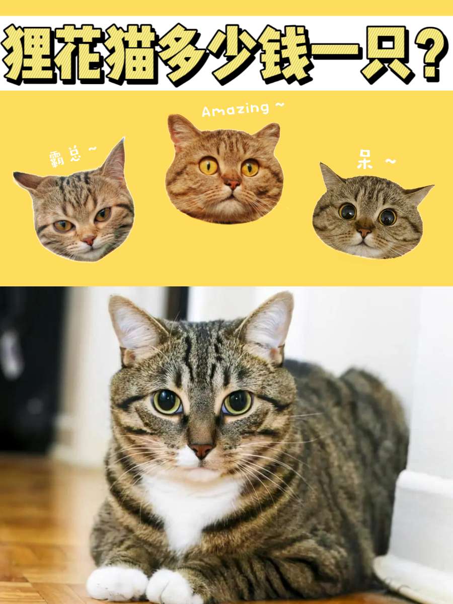 狸花猫多少钱一只？更适合中国宝宝体质的猫