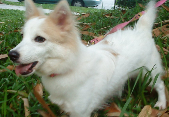 萌宠小知识:芬兰狐狸犬发烧怎么办? 萌宠小知识:芬兰狐狸犬发烧怎么办?