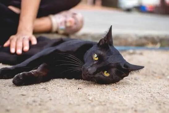 猫缘好的人阴德好吗 猫缘好的人阴德好吗