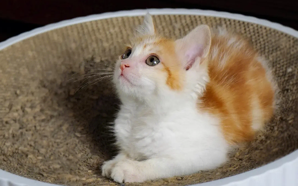 猫的猫癣会自愈吗 猫的猫癣会自愈吗