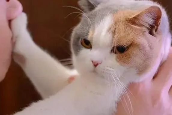 猫咪很怕臭吗为什么呢