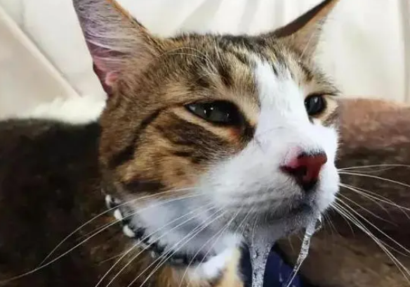 猫咪为什么又呕吐又拉稀呢