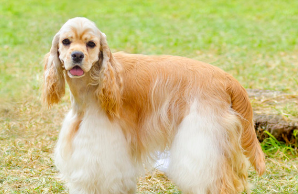 美国可卡犬怎么训练？美国可卡犬训练教程！
